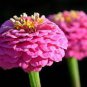 60 Pcs Pink Beautiful Zinnia Seeds