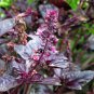 35 Pcs Purple Basil Seeds Aromatic Plants Seeds