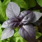 35 Pcs Purple Basil Seeds Aromatic Plants Seeds