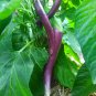 20 Pcs Heirloom Rare Long eggplant Seeds