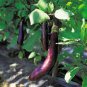 20 Pcs Heirloom Rare Long eggplant Seeds