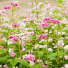 35 Pcs Herbs Plant Tartary Buckwheat Flowers Seeds