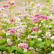 35 Pcs Herbs Plant Tartary Buckwheat Flowers Seeds