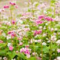 35 Pcs Herbs Plant Tartary Buckwheat Flowers Seeds
