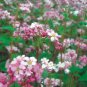 35 Pcs Herbs Plant Tartary Buckwheat Flowers Seeds