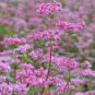 35 Pcs Herbs Plant Tartary Buckwheat Flowers Seeds
