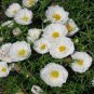 220 Pcs Beautiful White Sun Plant Seeds