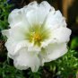 220 Pcs Beautiful White Sun Plant Seeds