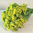 35 Pcs Yellow Forget Me Not Flower Seeds