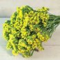 35 Pcs Yellow Forget Me Not Flower Seeds