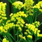 35 Pcs Yellow Forget Me Not Flower Seeds