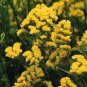 35 Pcs Yellow Forget Me Not Flower Seeds