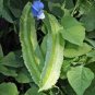 4 Pcs Winged Bean Perennial Rare Pea Health Vegetable Bonsai