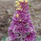 50 Pcs Red Chinese Cabbage Seeds