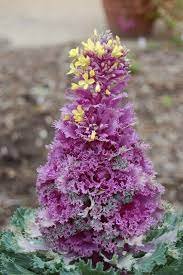 50 Pcs Red Chinese Cabbage Seeds