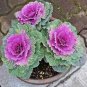 50 Pcs Red Chinese Cabbage Seeds
