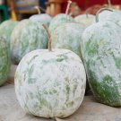 12 Pcs Heirloom White Wax Gourd Vegetables 12 Pcs Heirloom White Wax Gourd Vegetables