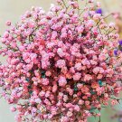 60 Pcs Heirloom Pink Gypsophila Baby's-breath Cut Flowers