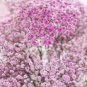 60 Pcs Heirloom Pink Gypsophila Baby's-breath Cut Flowers
