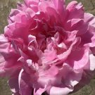 5 Pcs Heirloom 'Rose Heart' Peony Flower 5 Pcs Heirloom 'Rose Heart' Peony Flower