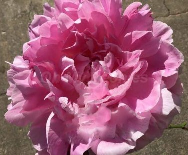 5 Pcs Heirloom 'Rose Heart' Peony Flower
