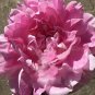 5 Pcs Heirloom 'Rose Heart' Peony Flower