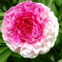 5 Pcs Heirloom 'Rose Heart' Peony Flower