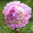 5 Pcs 'Raspberry Sundae' Peony Tree