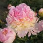 5 Pcs 'Raspberry Sundae' Peony Tree