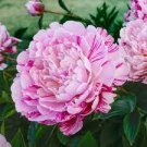5 Pcs Heirloom 'Cai xia' White Peony with Red stripes
