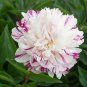 5 Pcs Heirloom 'Cai xia' White Peony with Red stripes