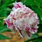 5 Pcs Heirloom 'Cai xia' White Peony with Red stripes