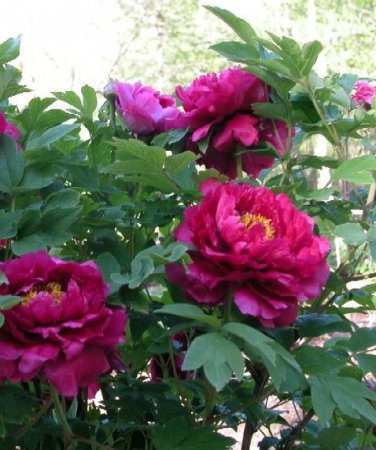 5 Pcs Heirloom 'Xuan li' Dark Red, White, Yellow, Rose Red Mixed Peony Tree