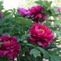 5 Pcs Heirloom 'Xuan li' Dark Red, White, Yellow, Rose Red Mixed Peony Tree
