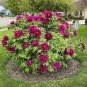 5 Pcs Heirloom 'Xuan li' Dark Red, White, Yellow, Rose Red Mixed Peony Tree