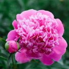 5 Pcs Heirloom 'Tou guan' Pink Peony Shrub