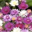 30 Pcs Xeranthemum Annuum Flower Seeds 30 Pcs Xeranthemum Annuum Flower Seeds