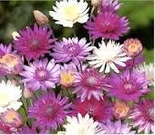 30 Pcs Xeranthemum Annuum Flower Seeds