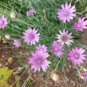 30 Pcs Xeranthemum Annuum Flower Seeds