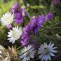 30 Pcs Xeranthemum Annuum Flower Seeds