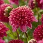 50 Pcs Chrysanthemum Daisy Seeds Flowering Plants Seeds