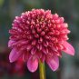 50 Pcs Chrysanthemum Daisy Seeds Flowering Plants Seeds