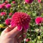 50 Pcs Chrysanthemum Daisy Seeds Flowering Plants Seeds