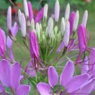 60 Pcs Rare Beautiful Drunk Butterfly Flower Seeds