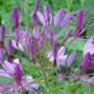60 Pcs Rare Beautiful Drunk Butterfly Flower Seeds