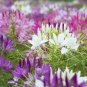 60 Pcs Rare Beautiful Drunk Butterfly Flower Seeds