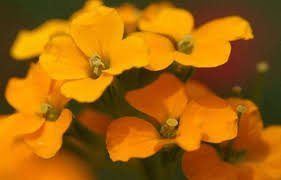 50 Pcs Yellow Siberian Wallflower Flower Seeds