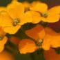 50 Pcs Yellow Siberian Wallflower Flower Seeds