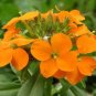 50 Pcs Yellow Siberian Wallflower Flower Seeds