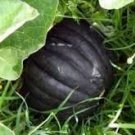 10 Pcs Heirloom Japanese Black Pumpkin Vegetables 10 Pcs Heirloom Japanese Black Pumpkin Vegetables